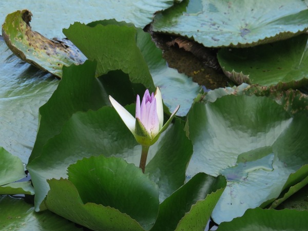 勝洋休閒農場：充滿生命能量的水草【宜蘭/勝洋休閒農場】