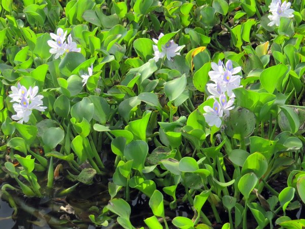 勝洋休閒農場：充滿生命能量的水草【宜蘭/勝洋休閒農場】