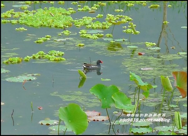 馬太鞍濕地32.JPG