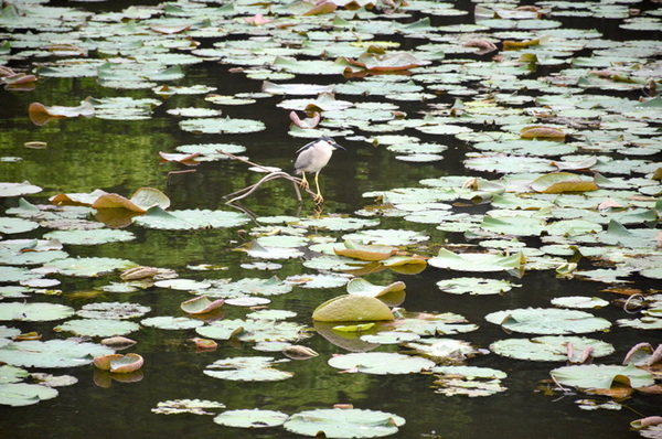 劍潭青年活動中心：台北｜士林景觀住宿 劍潭海外青年活動中心 入住城市御花園絕景 士林夜市走路10分內 超推P&P Cafe早午餐