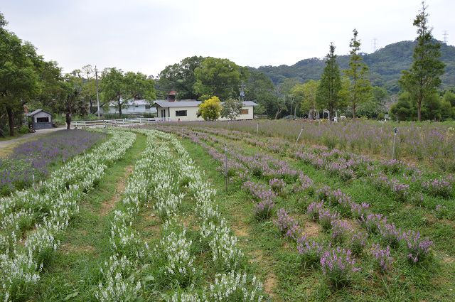 富田花園農場69