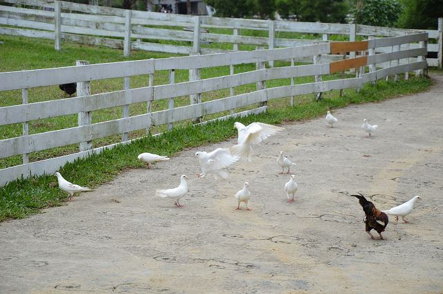 富田花園農場07