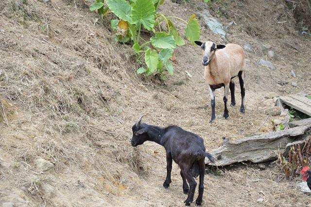 富田花園農場09