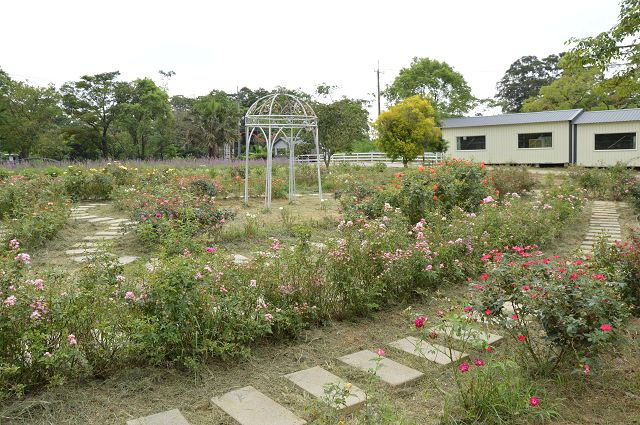 富田花園農場03