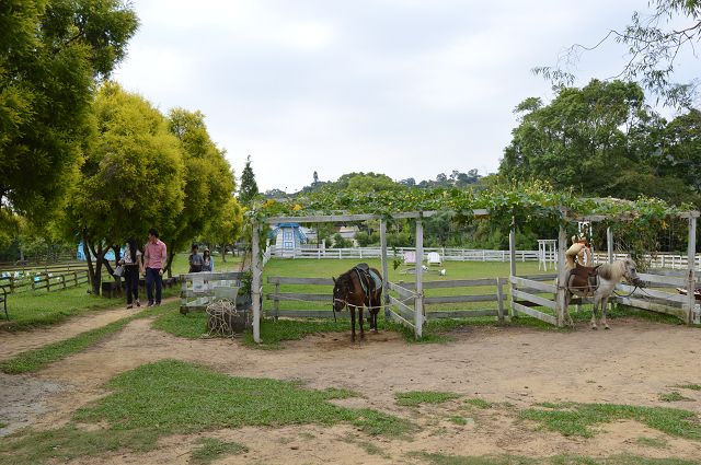 富田花園農場41