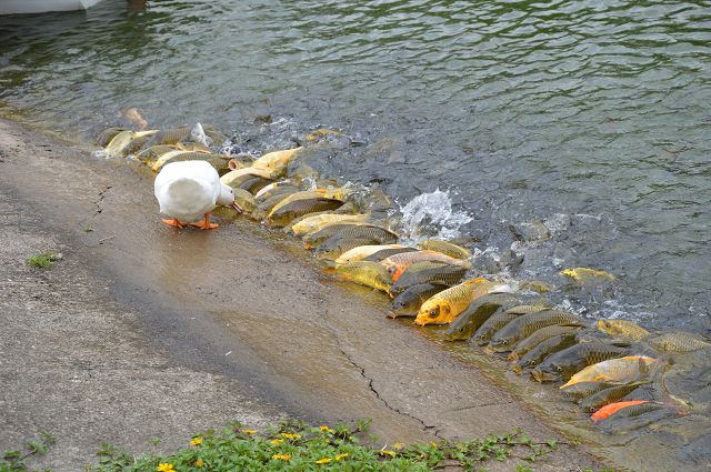 富田花園農場35