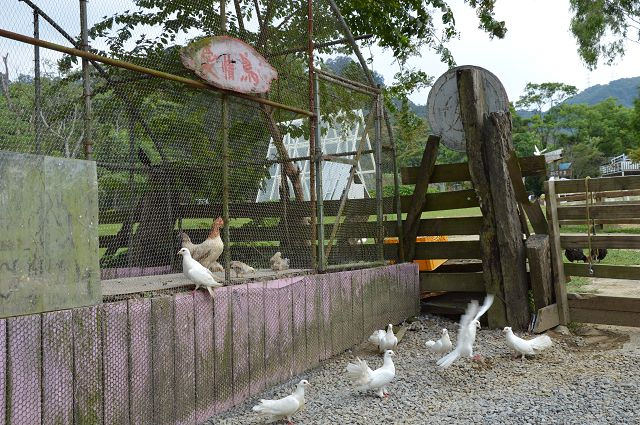 富田花園農場12