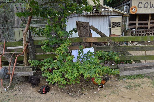 富田花園農場04