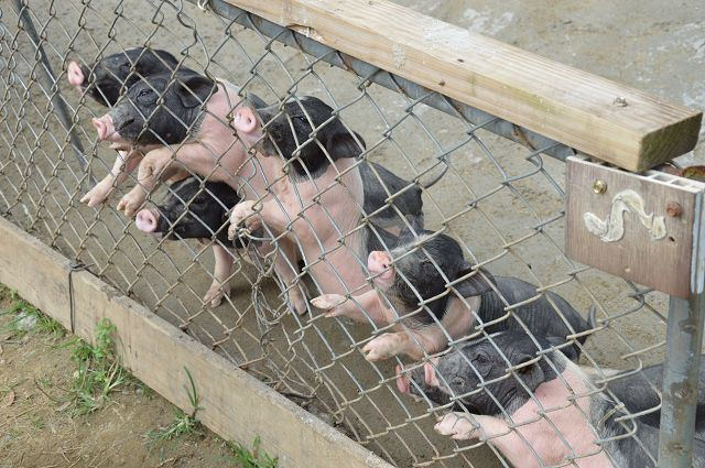 富田花園農場14