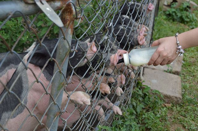 富田花園農場59