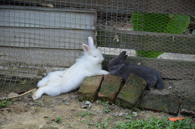 富田花園農場11