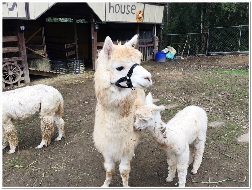 相片 2015-3-7 下午2 51 44.jpg