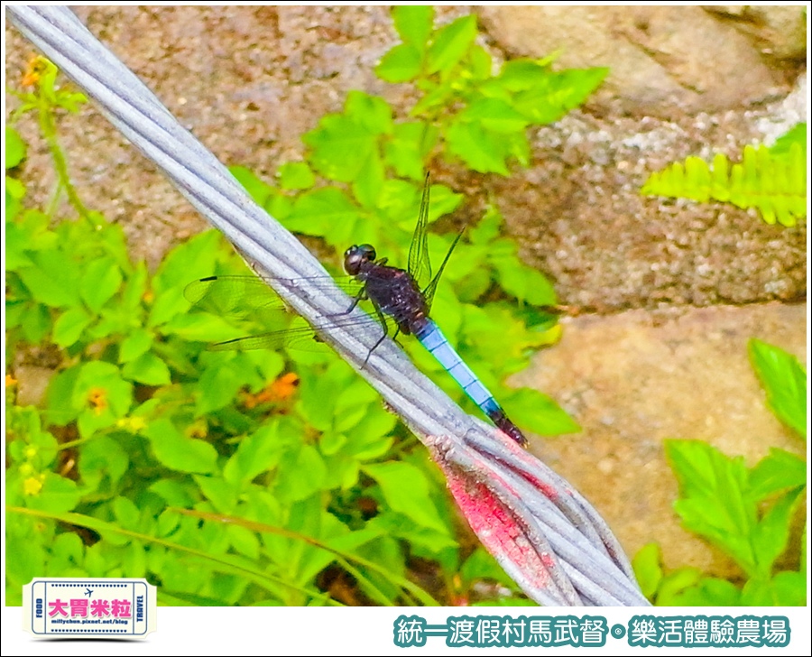 統一渡假村馬武督-樂活體驗農場@大胃米粒0049.jpg