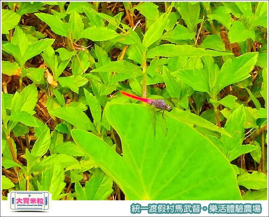統一渡假村馬武督-樂活體驗農場@大胃米粒0050.jpg