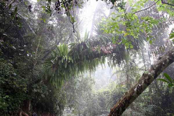 【宜蘭旅遊】棲蘭國家森林遊樂區-馬告森林遊樂區