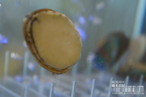 高樂餐飲-鐵板料理 與 小高玉迴轉壽司：【口碑券| 高樂 小高玉迴轉壽司】食材實在美味滿點 賓至如歸的友善餐廳