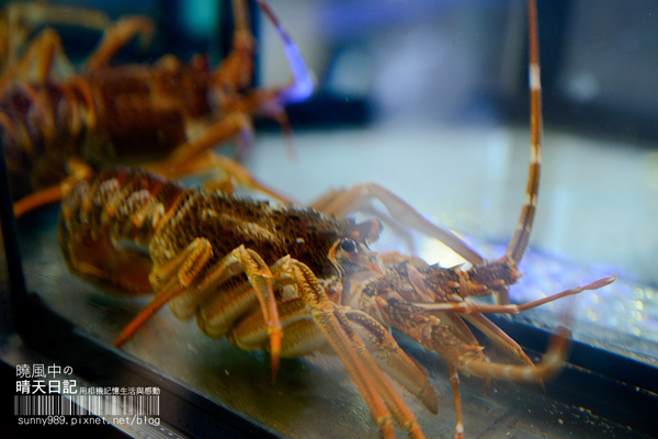 高樂餐飲-鐵板料理 與 小高玉迴轉壽司：【口碑券| 高樂 小高玉迴轉壽司】食材實在美味滿點 賓至如歸的友善餐廳