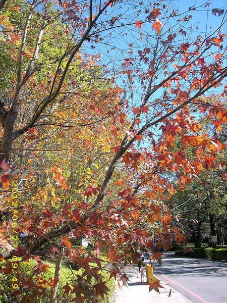 奧萬大國家森林遊樂區：楓中奇緣奧萬大