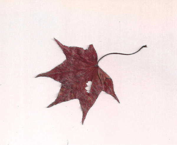 奧萬大國家森林遊樂區：楓中奇緣奧萬大