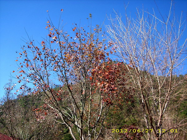 奧萬大國家森林遊樂區：楓中奇緣奧萬大