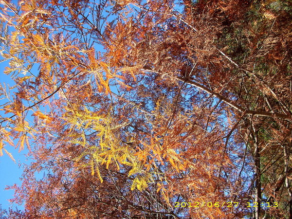 奧萬大國家森林遊樂區：楓中奇緣奧萬大