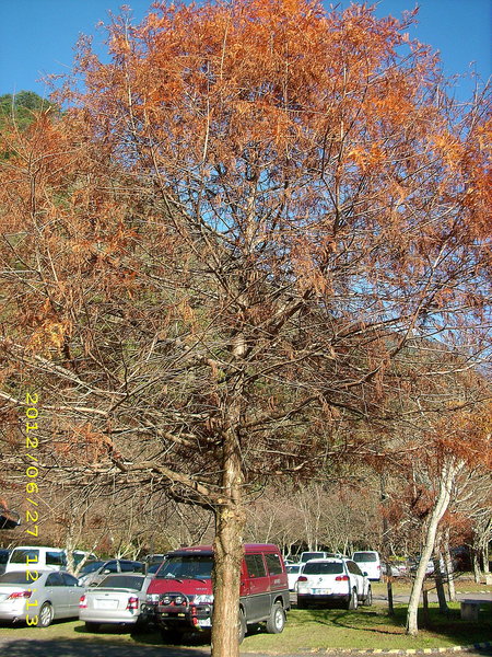 奧萬大國家森林遊樂區：楓中奇緣奧萬大