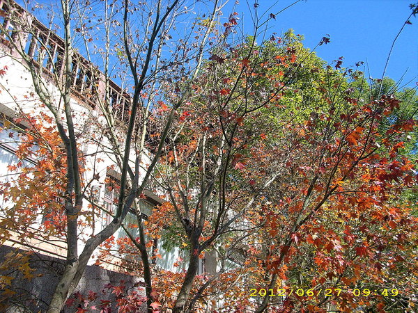 奧萬大國家森林遊樂區：楓中奇緣奧萬大