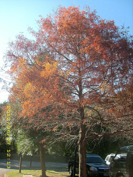 奧萬大國家森林遊樂區：楓中奇緣奧萬大