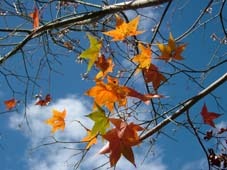 奧萬大國家森林遊樂區：楓中奇緣奧萬大