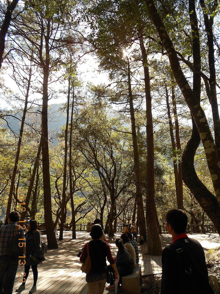 奧萬大國家森林遊樂區：楓中奇緣奧萬大