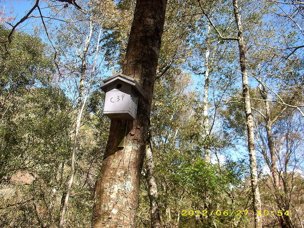奧萬大國家森林遊樂區：楓中奇緣奧萬大
