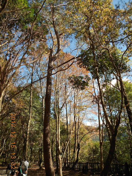 奧萬大國家森林遊樂區：楓中奇緣奧萬大