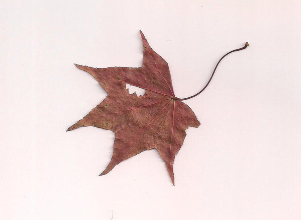 奧萬大國家森林遊樂區：楓中奇緣奧萬大