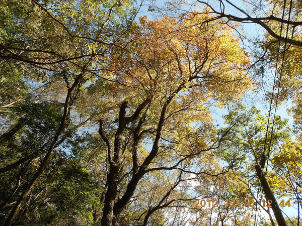 奧萬大國家森林遊樂區：楓中奇緣奧萬大