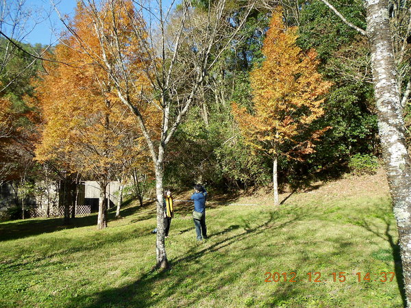 奧萬大國家森林遊樂區：楓中奇緣奧萬大