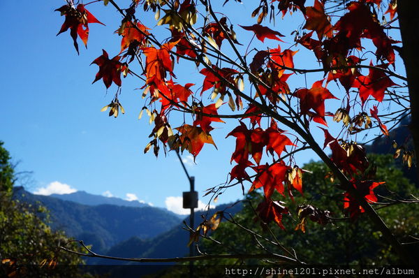 2015南投奧萬大國家森林遊樂園 賞楓 賞落羽松住宿
