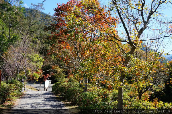 2015南投奧萬大國家森林遊樂園 賞楓 賞落羽松住宿