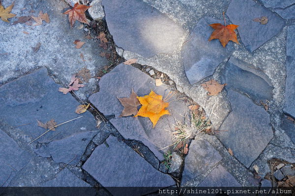 2015南投奧萬大國家森林遊樂園 賞楓 賞落羽松住宿