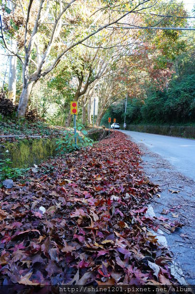 2015南投奧萬大國家森林遊樂園 賞楓 賞落羽松住宿