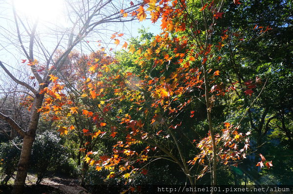2015南投奧萬大國家森林遊樂園 賞楓 賞落羽松住宿