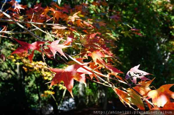 2015南投奧萬大國家森林遊樂園 賞楓 賞落羽松住宿