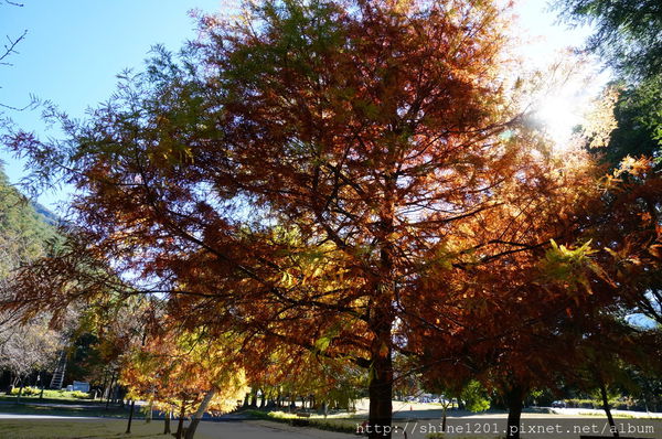 2015南投奧萬大國家森林遊樂園 賞楓 賞落羽松住宿