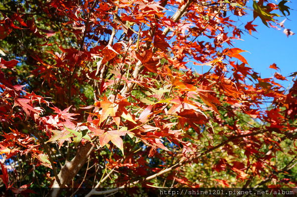 2015南投奧萬大國家森林遊樂園 賞楓 賞落羽松住宿