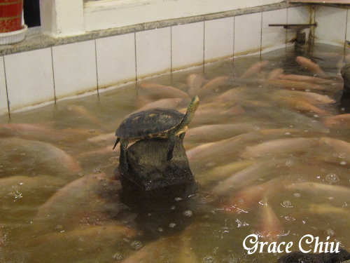 金獅大酒樓:金獅大酒樓~推車小點懷舊港式飲茶,港點好好味!(萬華.西門町)