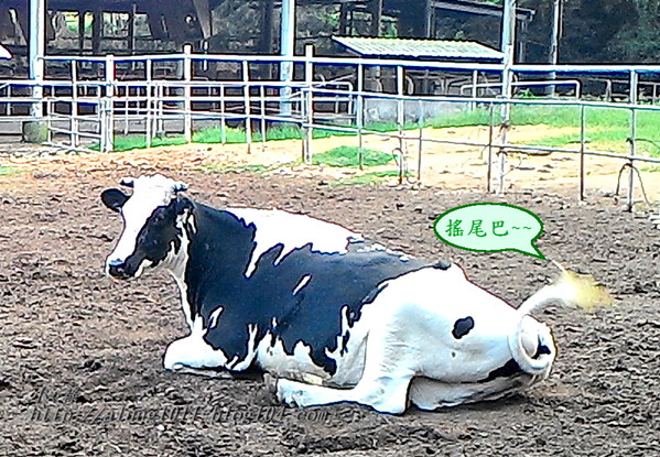 東海乳品小棧：東海乳品小棧