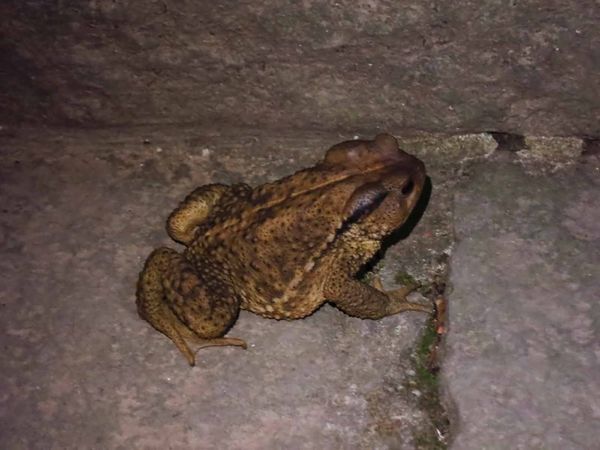 【台北旅遊】觀音山硬漢嶺夜景-淡水河口的美麗夜景