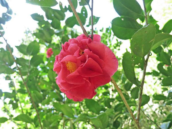 【台北旅遊】觀音山硬漢嶺夜景-淡水河口的美麗夜景