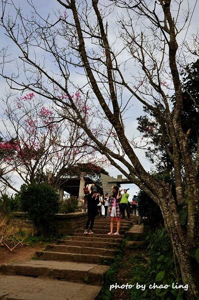 硬漢嶺追櫻-7.JPG - 2016春暖花開