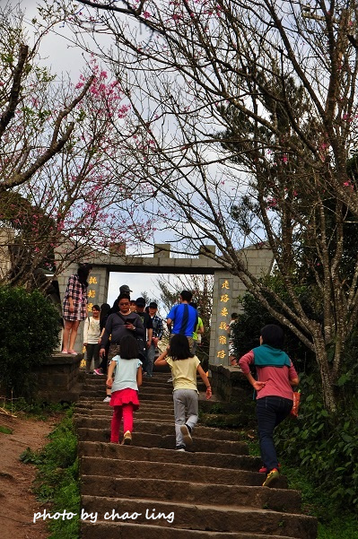硬漢嶺追櫻-8.JPG - 2016春暖花開