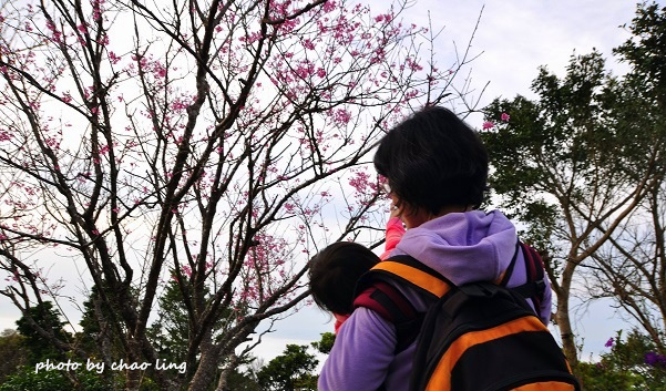 硬漢嶺追櫻-1.JPG - 2016春暖花開